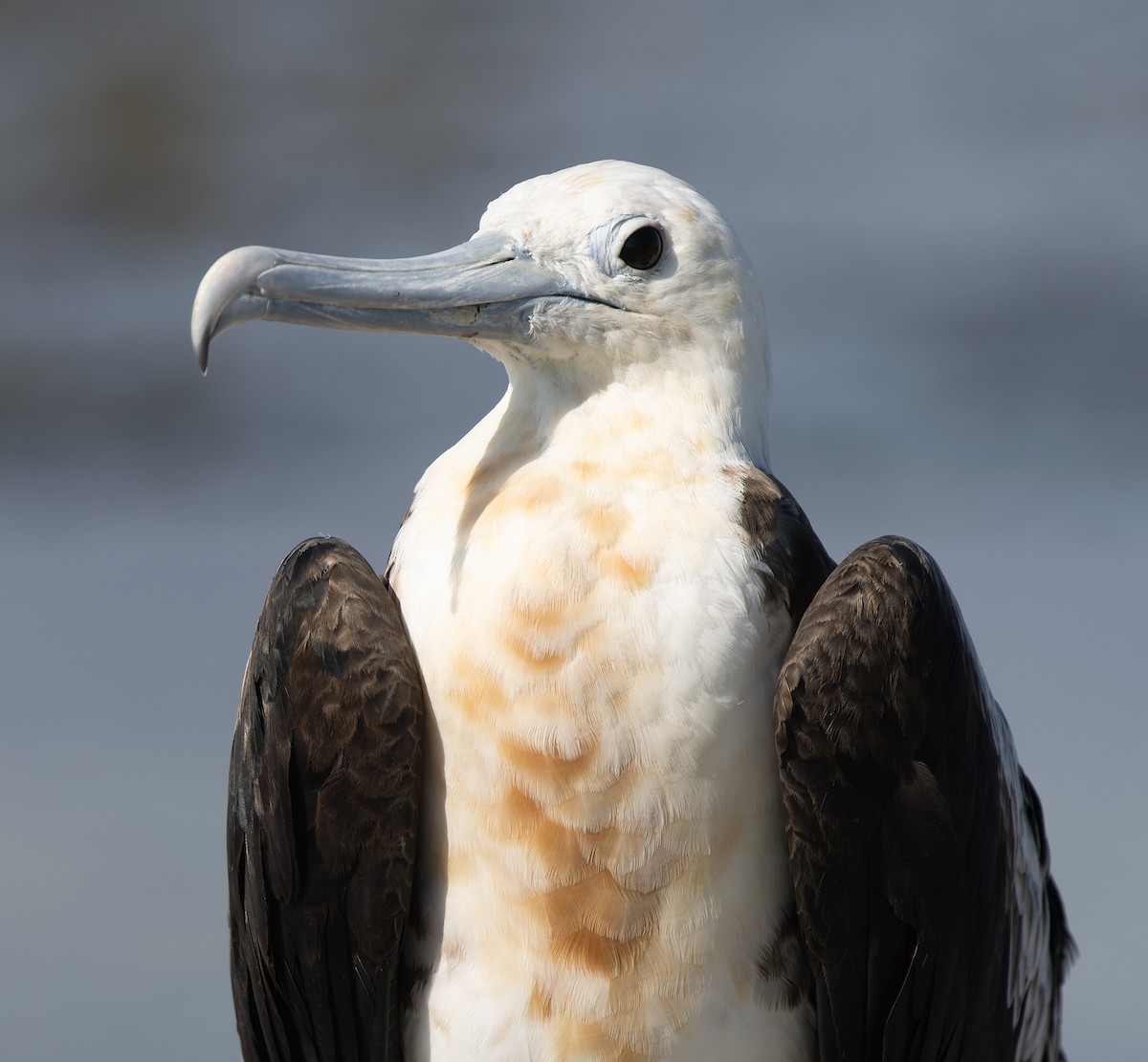 פריגט גדול - ML647579166