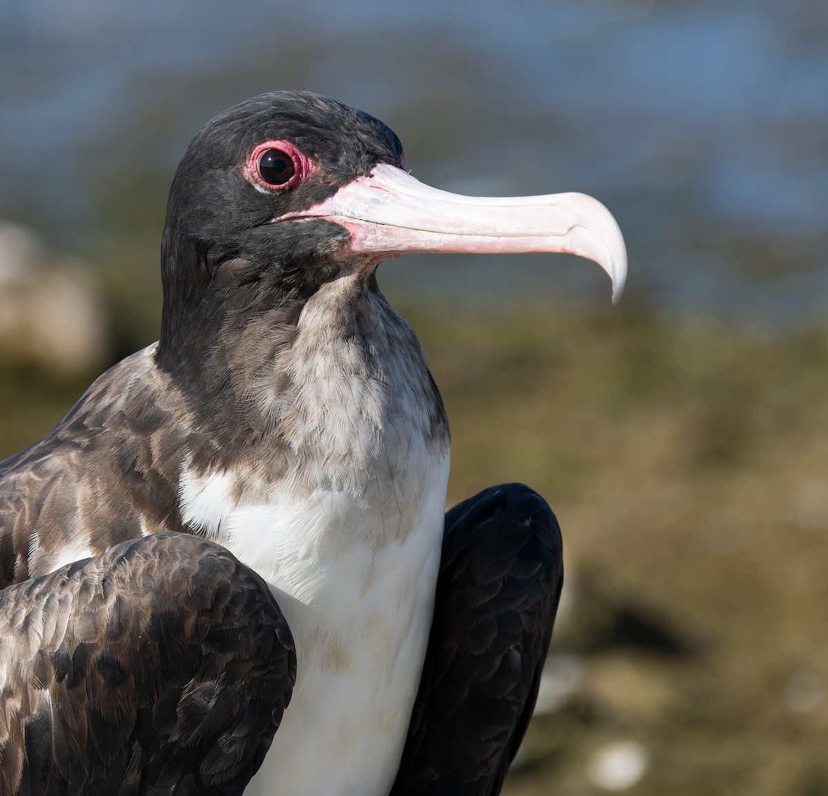 פריגט גדול - ML647579167
