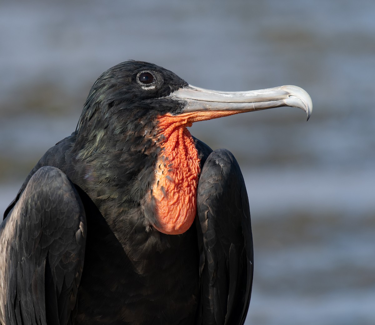 פריגט גדול - ML647579168