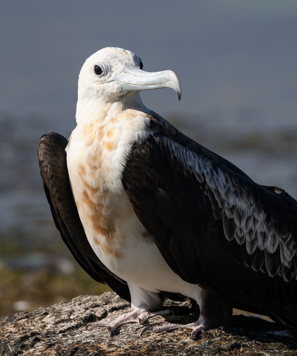 פריגט גדול - ML647579171