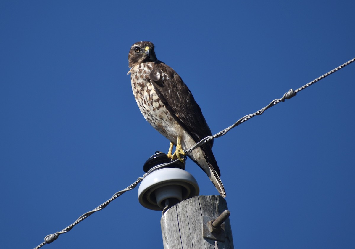 Red-shouldered Hawk - ML647579197