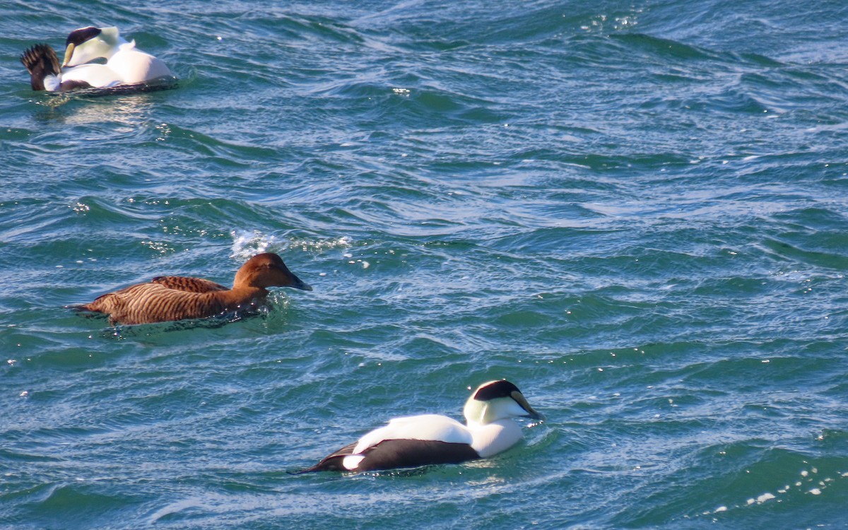 Common Eider - ML647579215