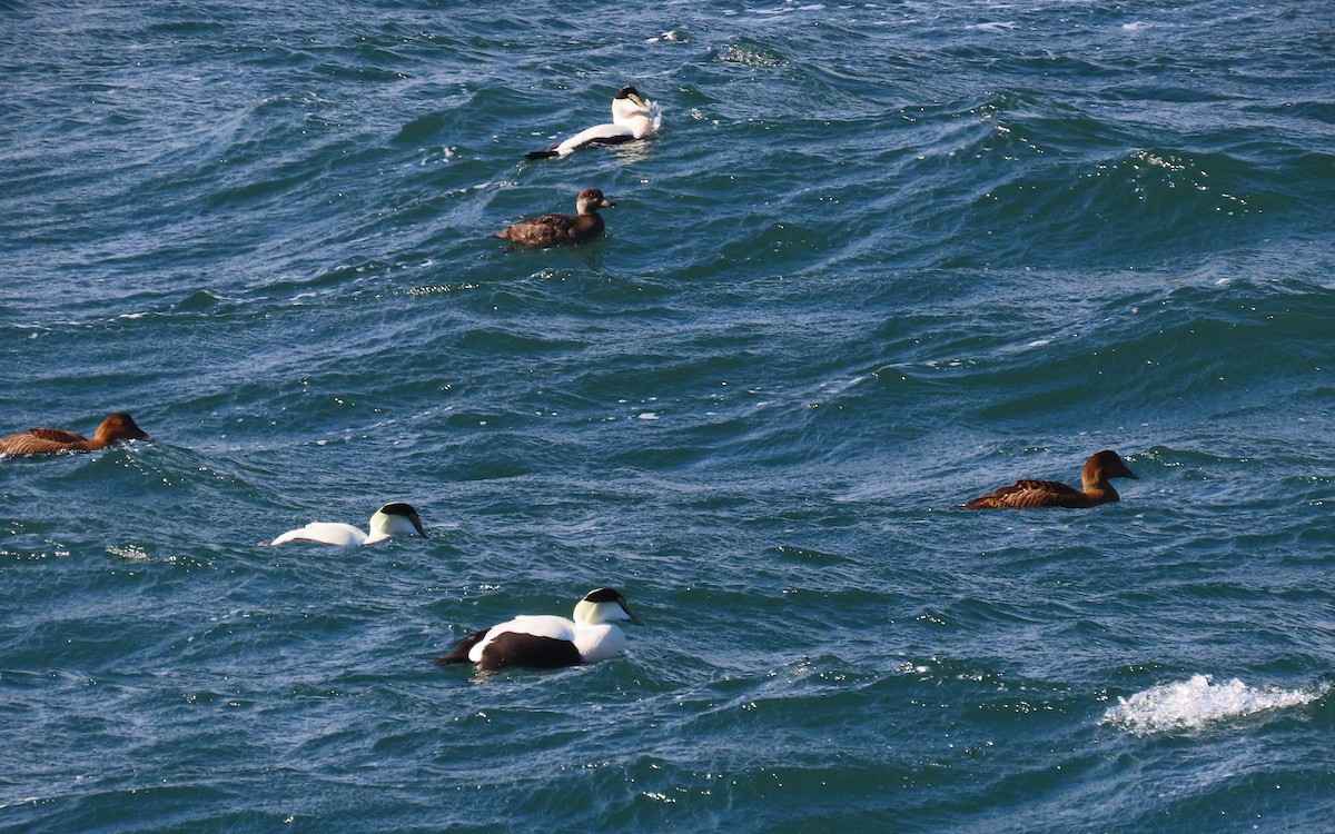 Common Eider - ML647579218