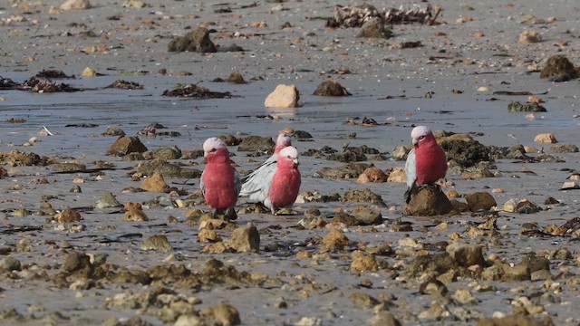 Какаду рожевий - ML647579219