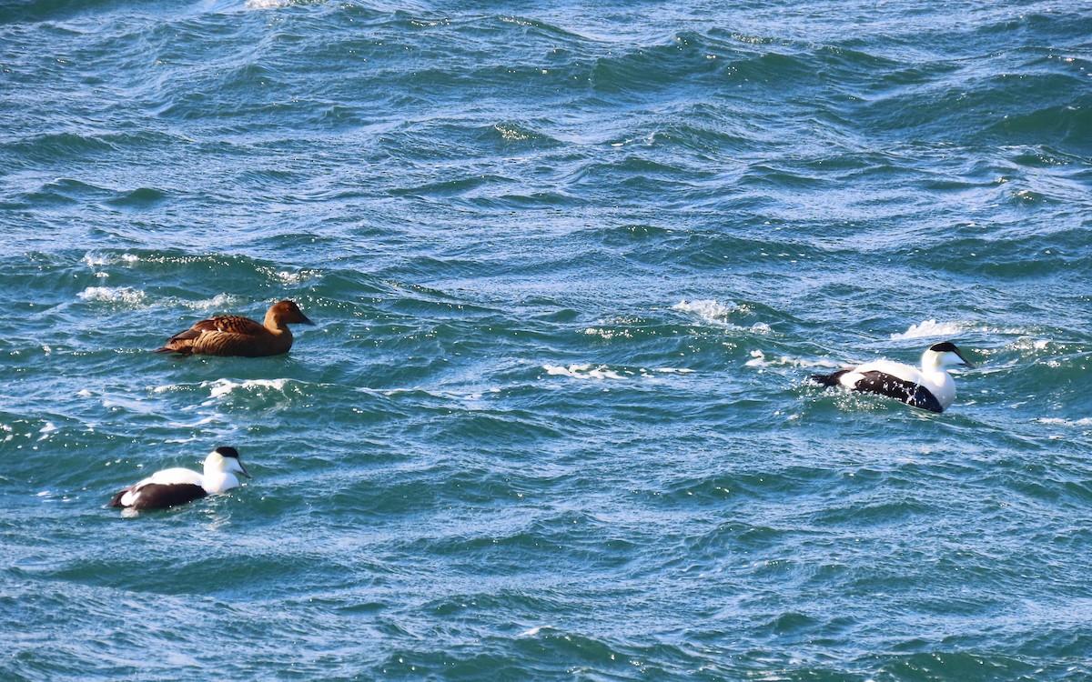Common Eider - ML647579221