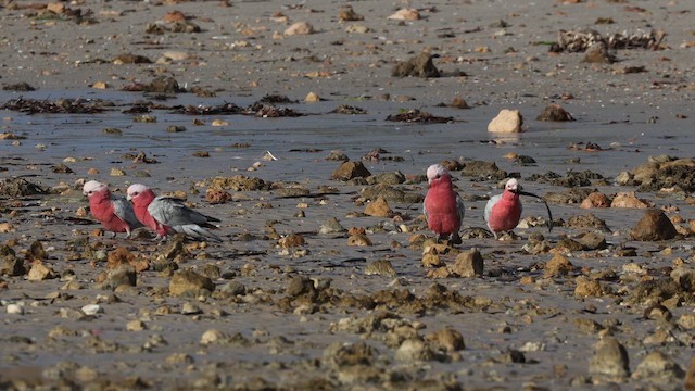 Какаду рожевий - ML647579224