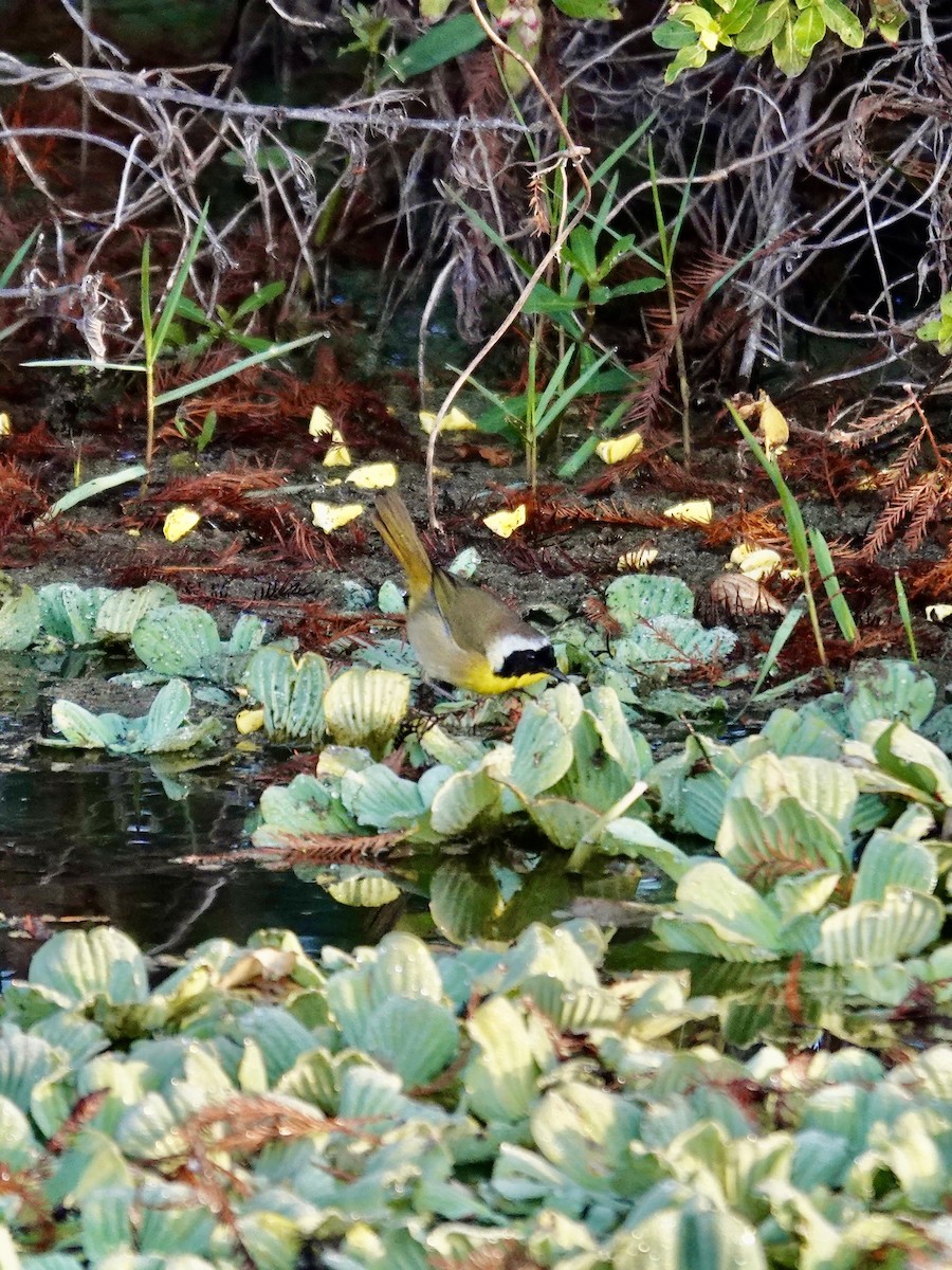Common Yellowthroat - ML647579228