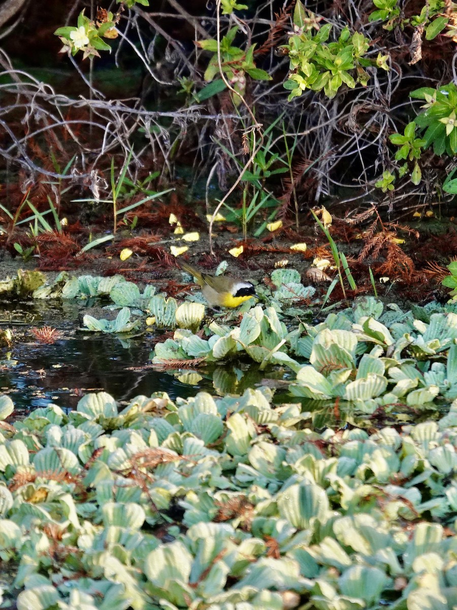 Common Yellowthroat - ML647579229
