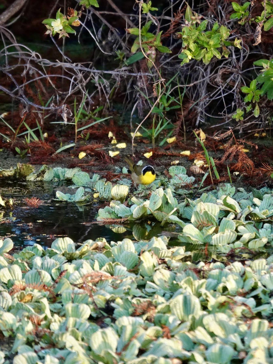 Common Yellowthroat - ML647579230