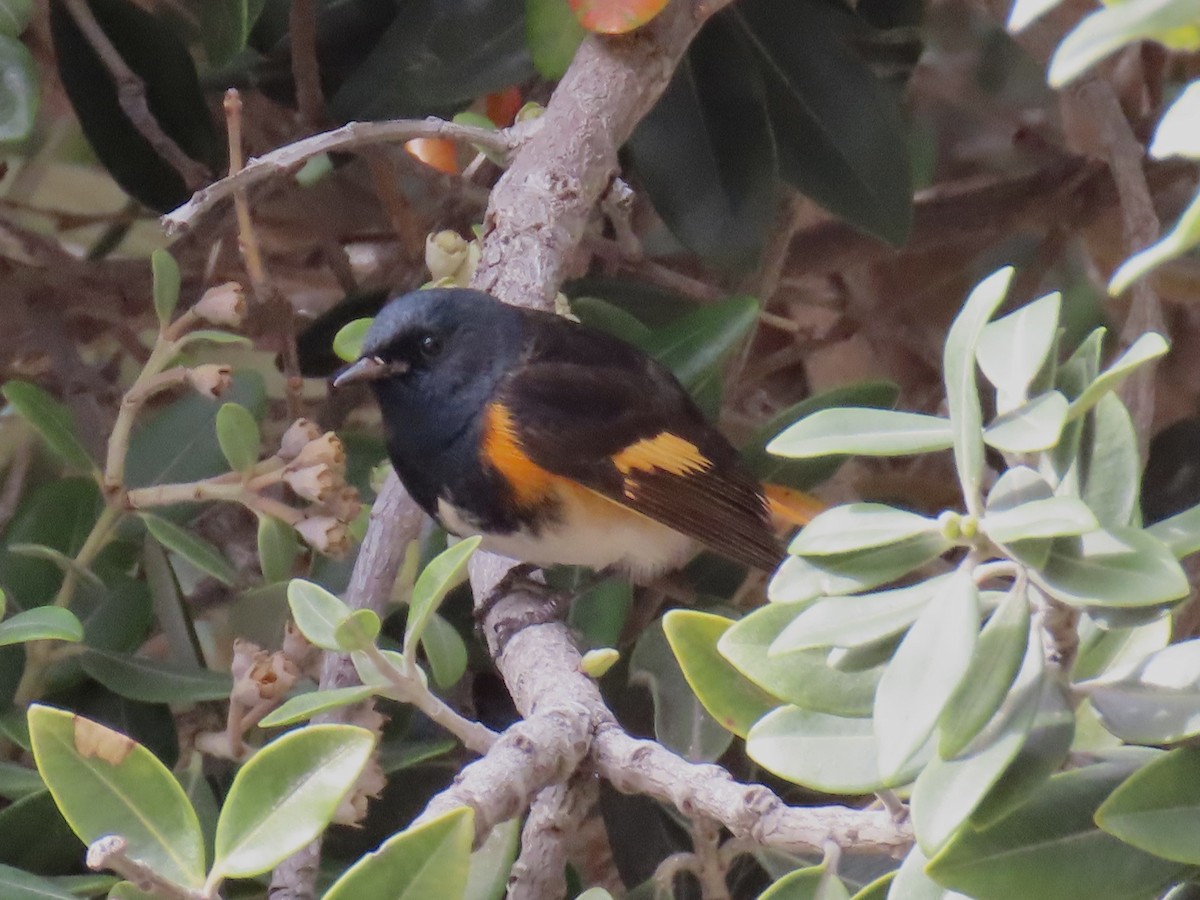 סבכון חכלילי - ML647579246