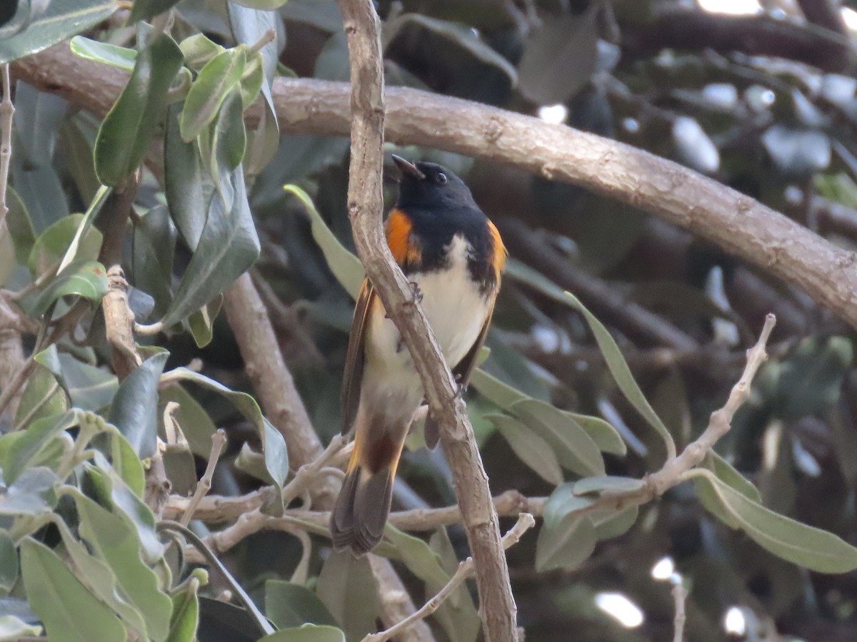 סבכון חכלילי - ML647579247