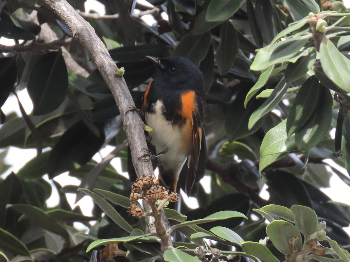סבכון חכלילי - ML647579248