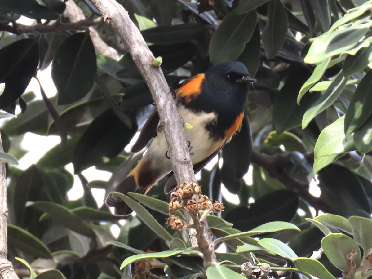 סבכון חכלילי - ML647579249