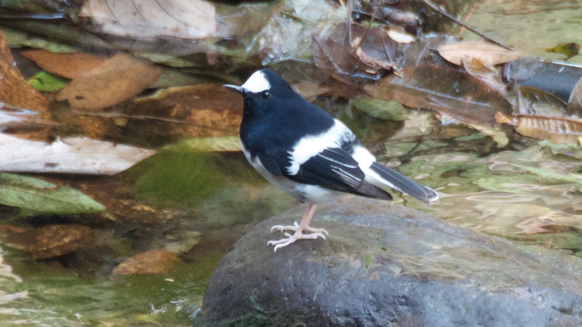 Little Forktail - ML647579253
