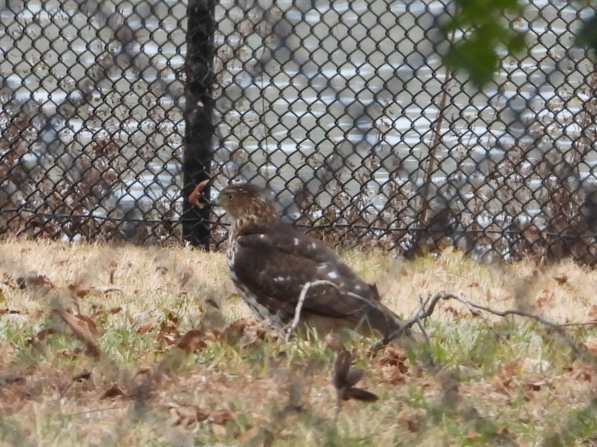 クーパーハイタカ - ML647579255