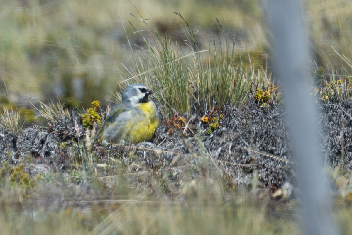 White-bridled Finch - ML647579258