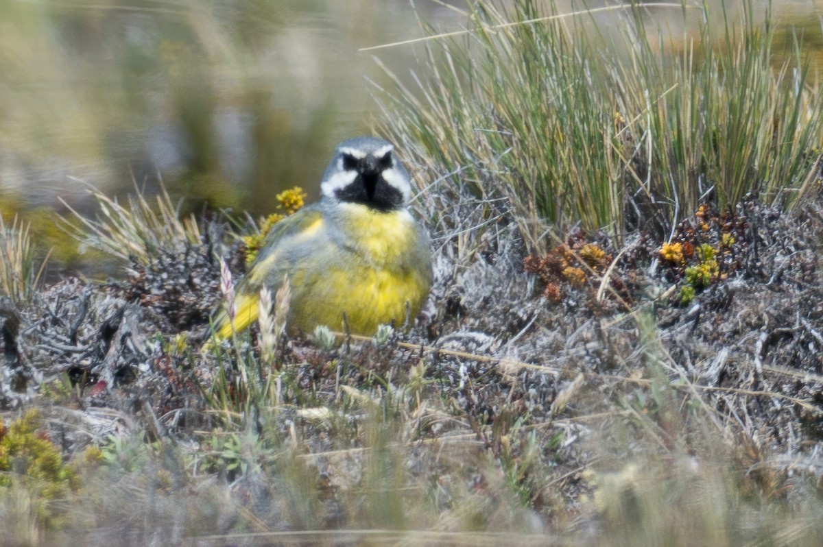 White-bridled Finch - ML647579272
