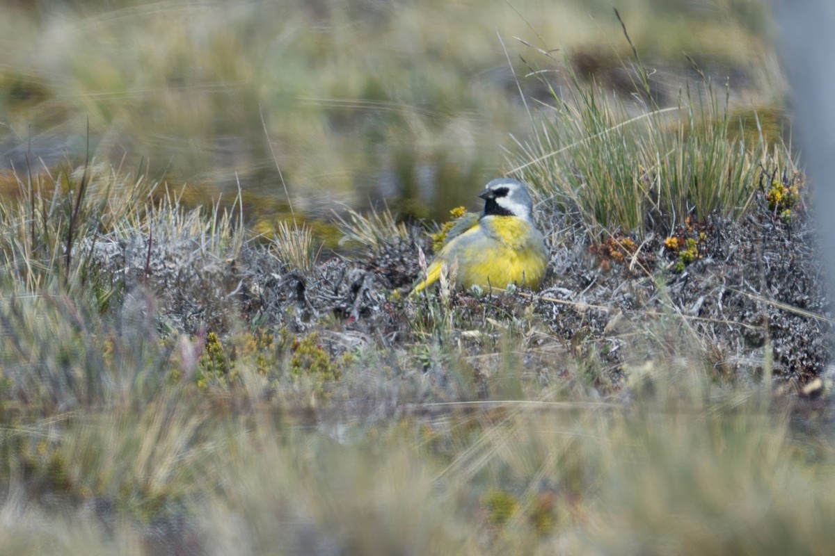 White-bridled Finch - ML647579275