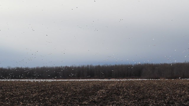 Гуска біла - ML647579277