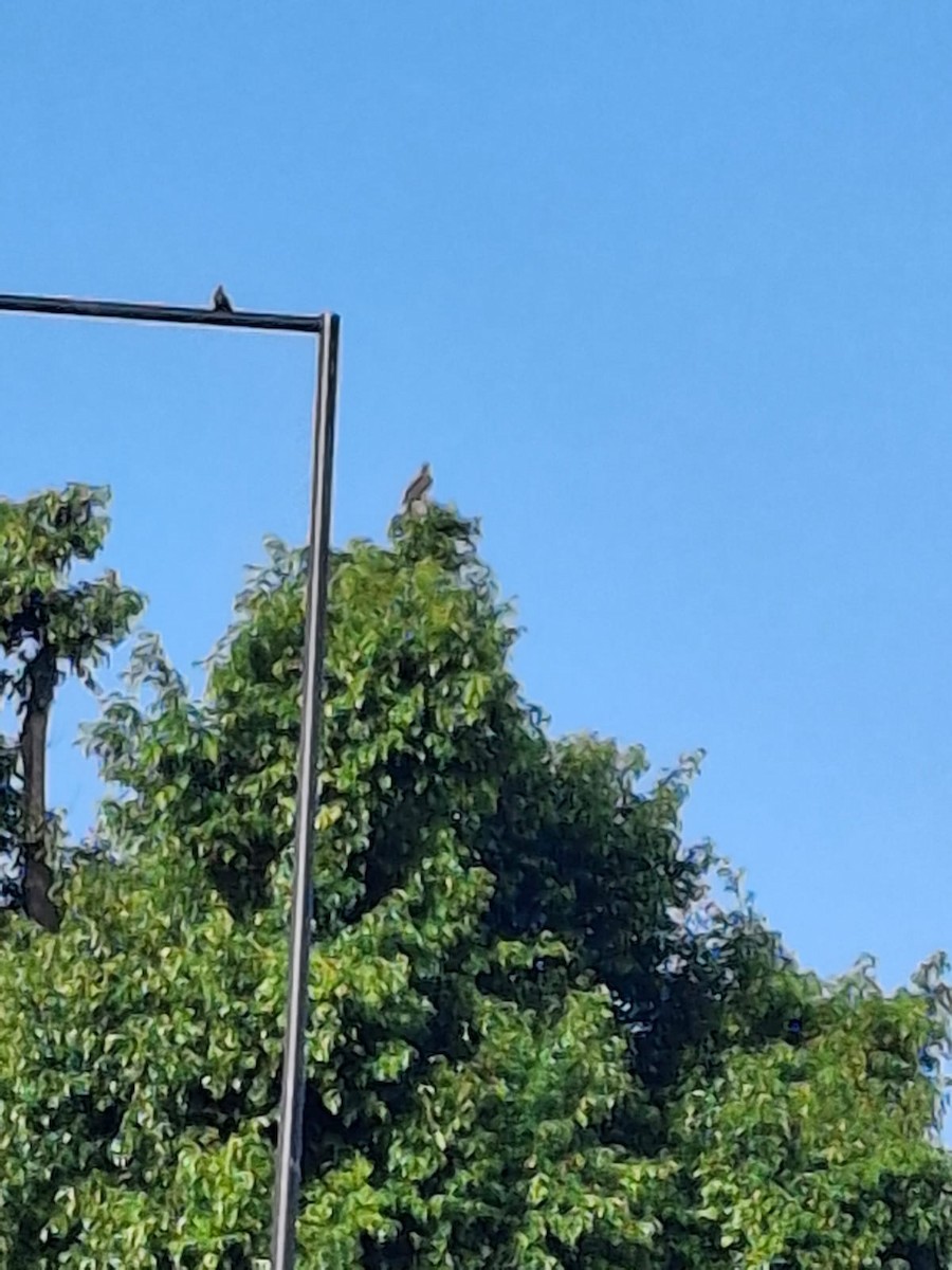 Paloma Colorada - ML647579304