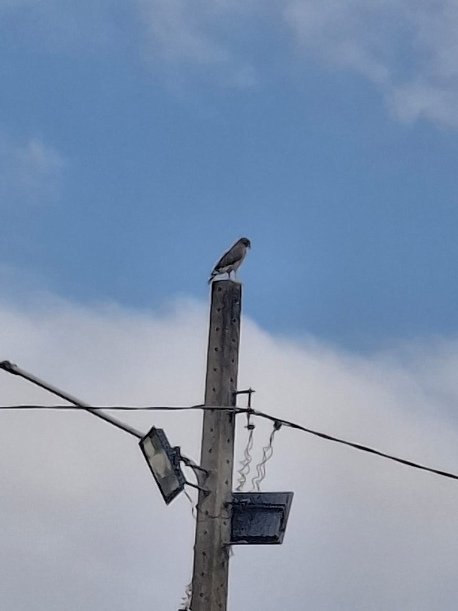 Roadside Hawk - ML647579329