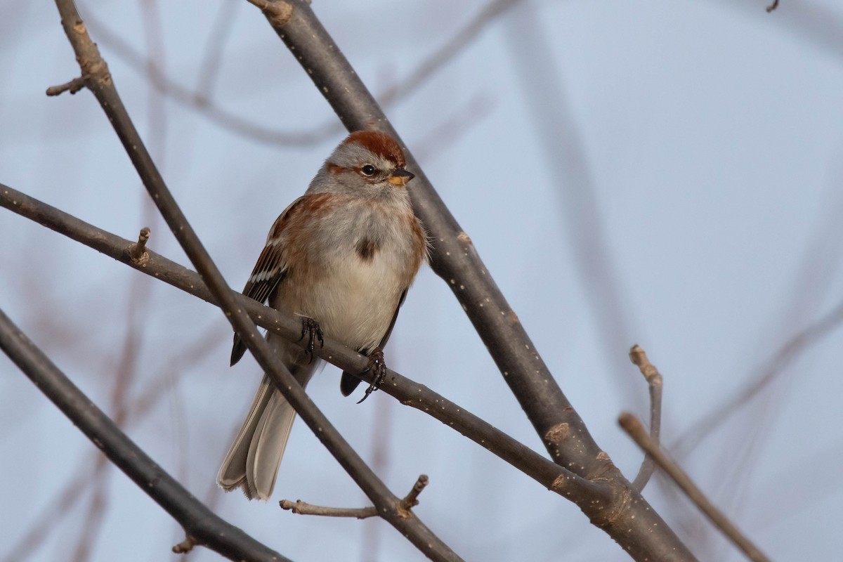 American Tree Sparrow - ML647579333