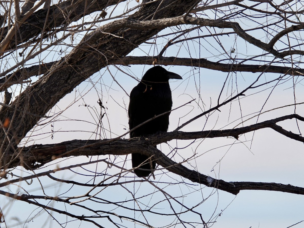 עורב שחור - ML647579338