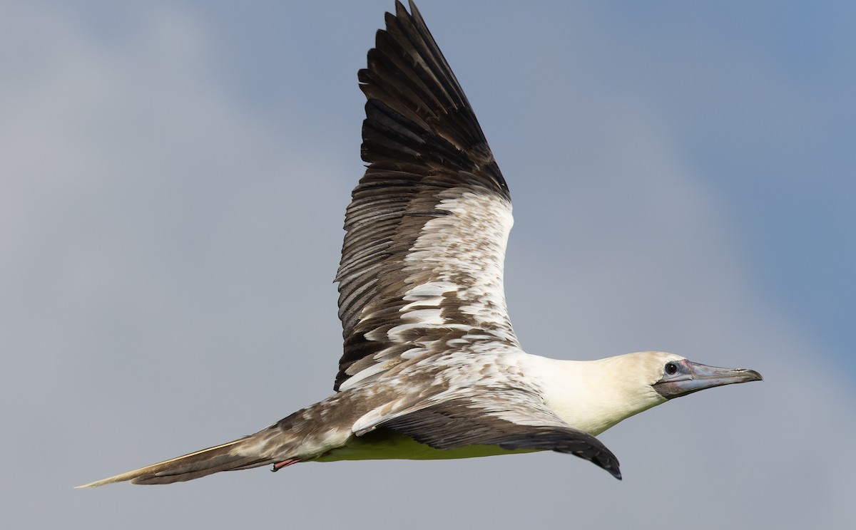 Сула червононога (підвид websteri) - ML647579374