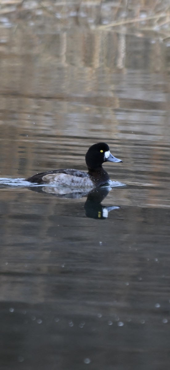 Морская чернеть - ML647579380