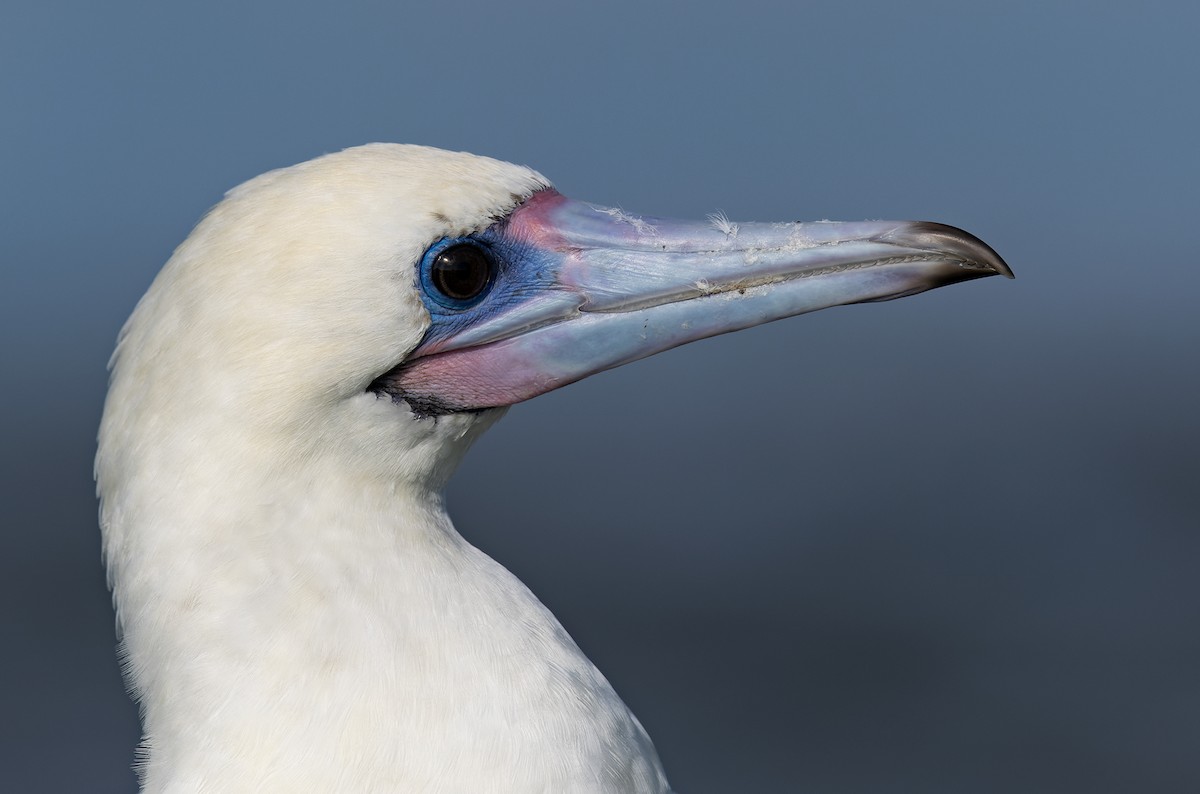 Сула червононога (підвид websteri) - ML647579391