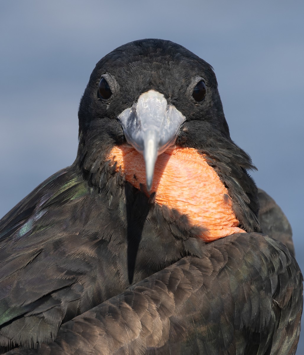פריגט גדול - ML647579393