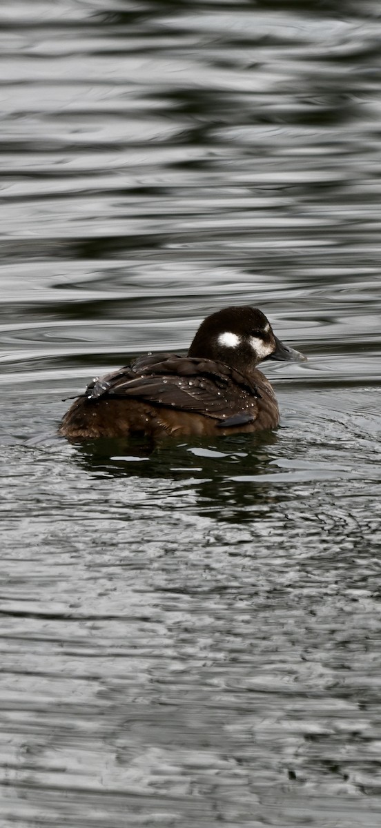 Harlequin Duck - ML647579413