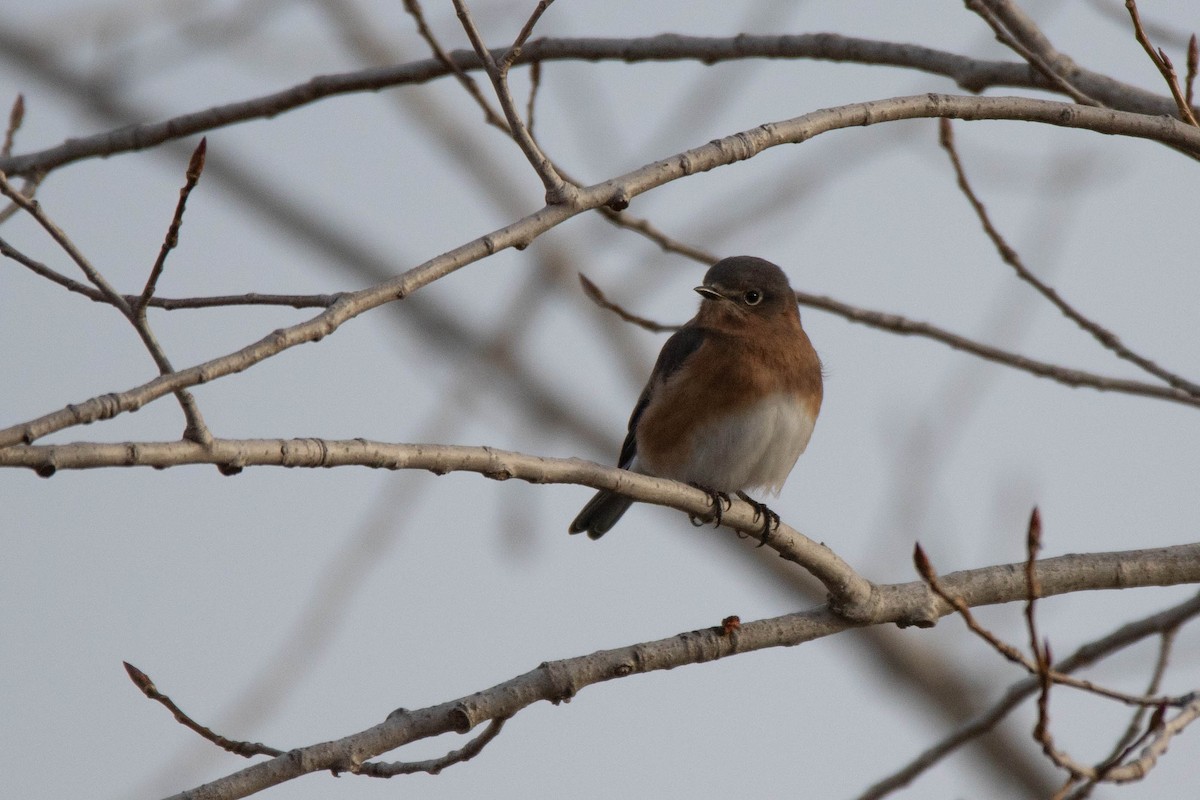 Eastern Bluebird - ML647579427