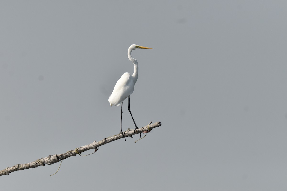 Great Egret - ML647579432