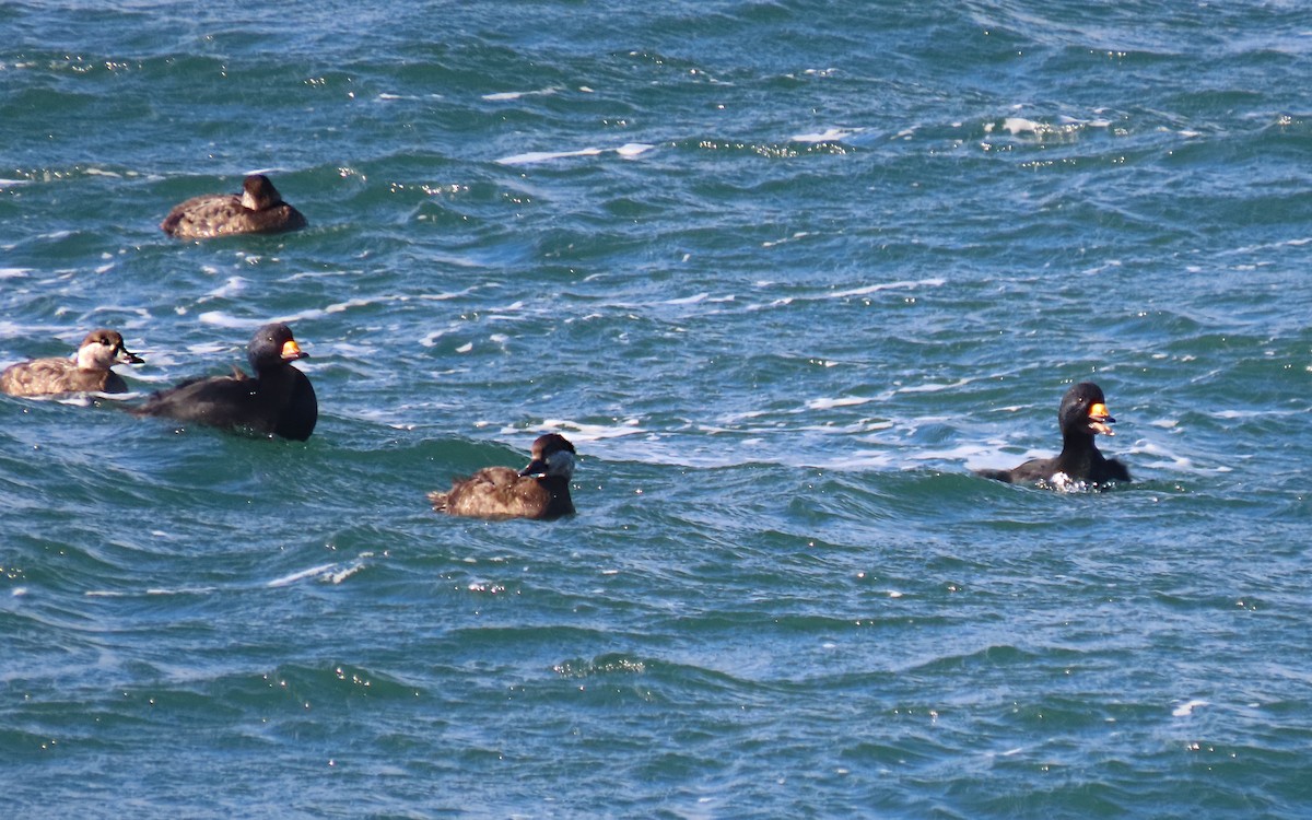 Black Scoter - ML647579445