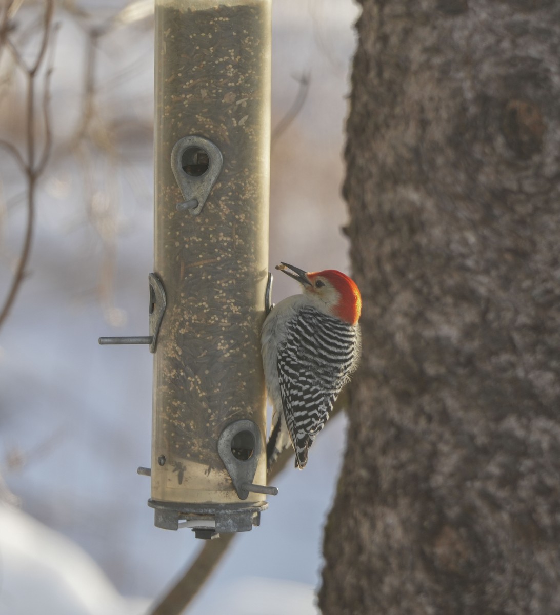 Carpintero de Carolina - ML647579446