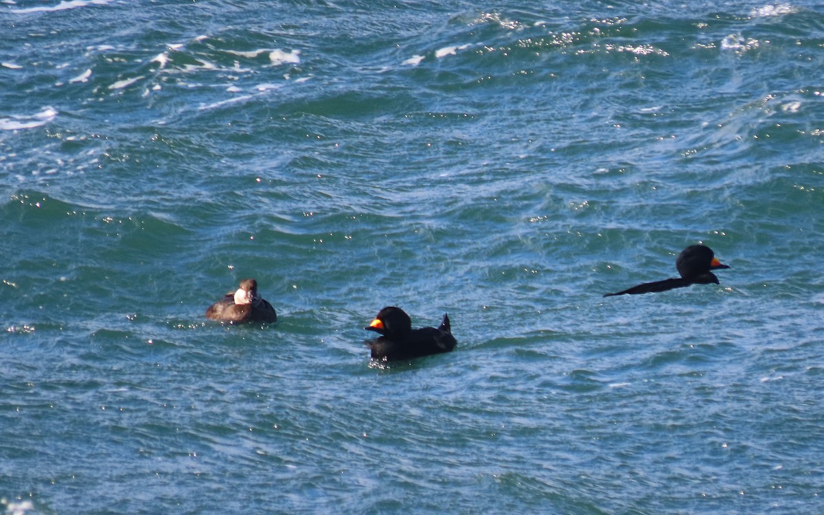 Black Scoter - ML647579448