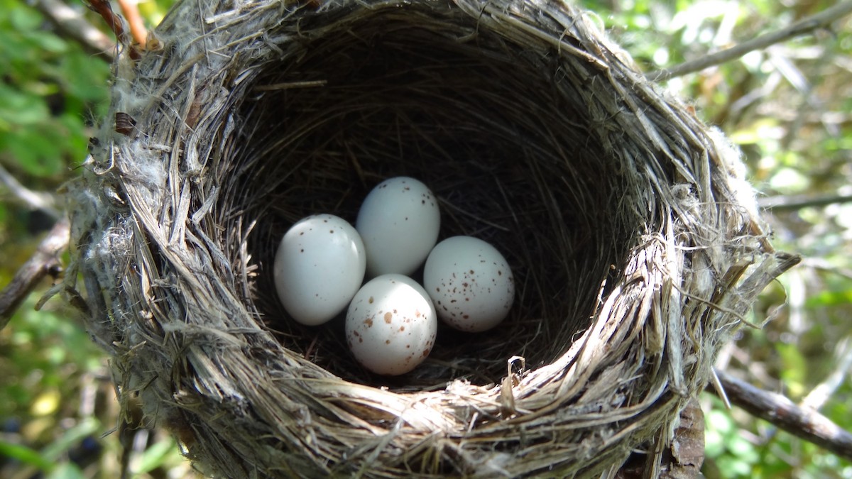 Willow Flycatcher - ML647579449