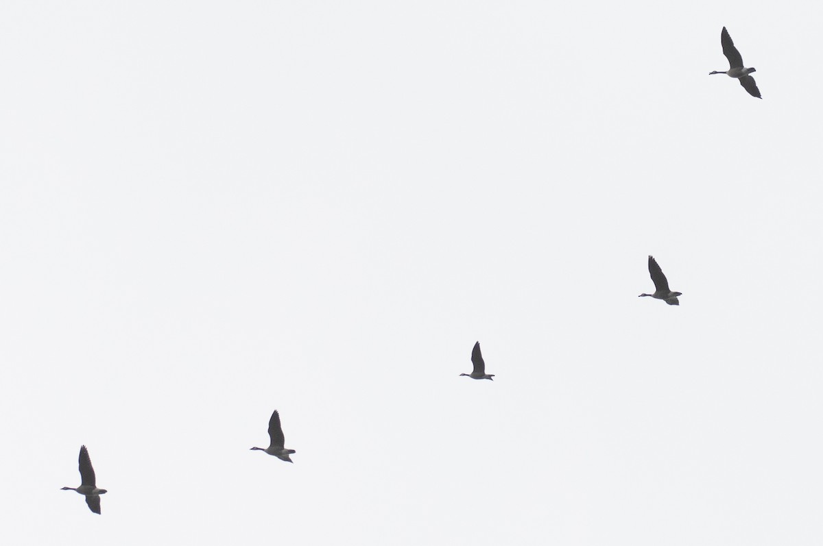 Cackling Goose - ML647579451