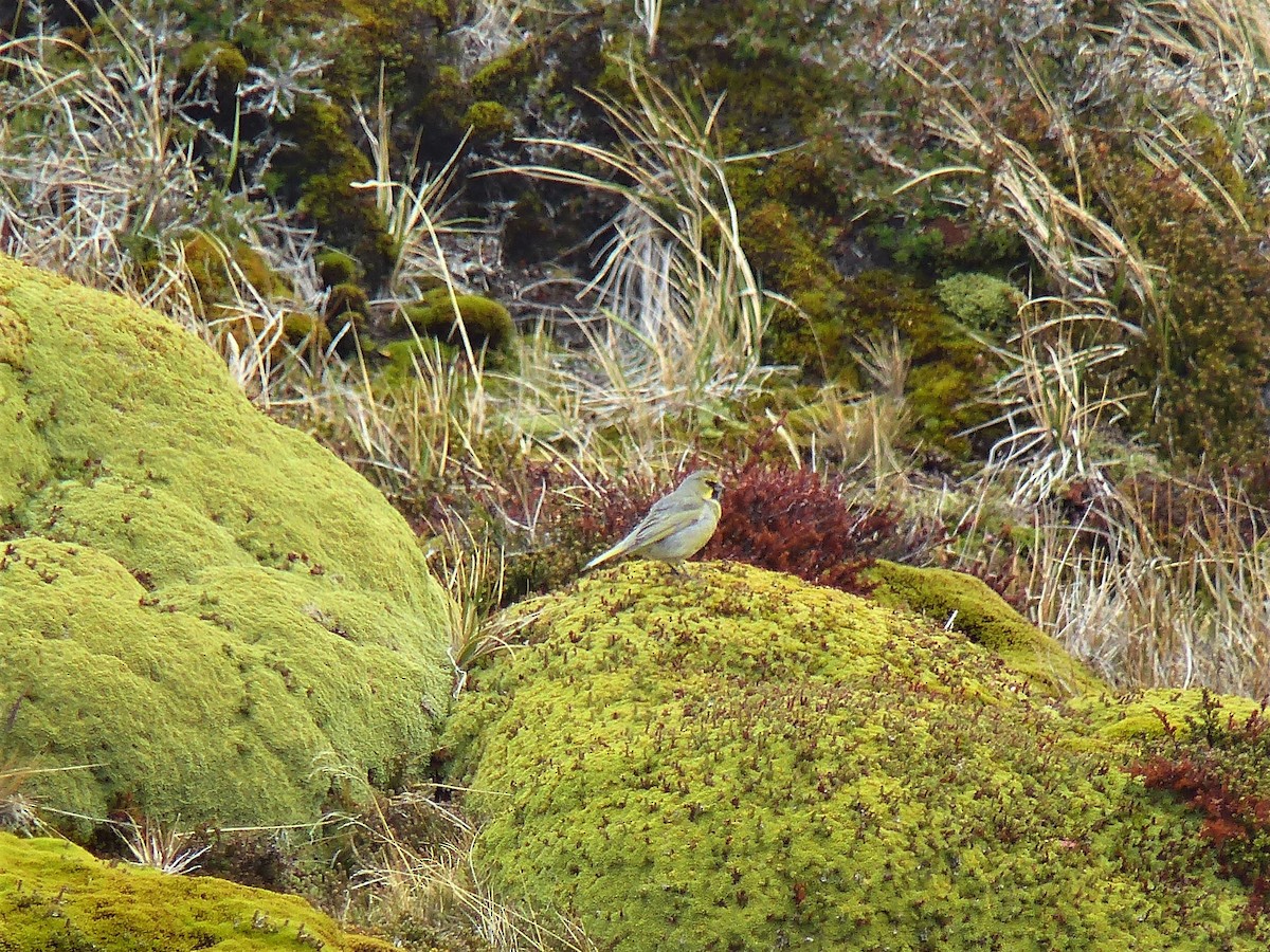 Yellow-bridled Finch - ML647579452