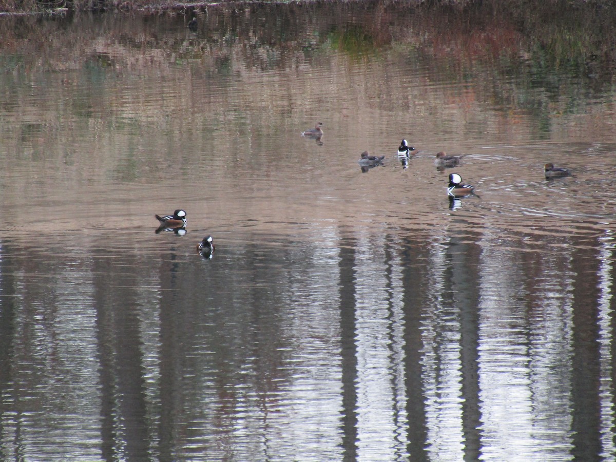 Hooded Merganser - ML647579454