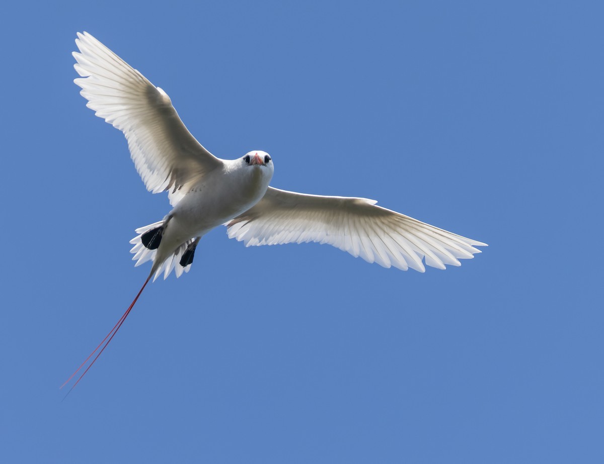 Red-tailed Tropicbird - ML647579455
