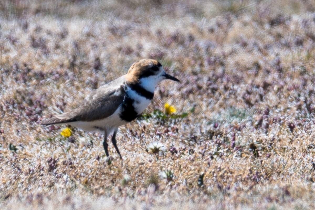 Two-banded Plover - ML647579456
