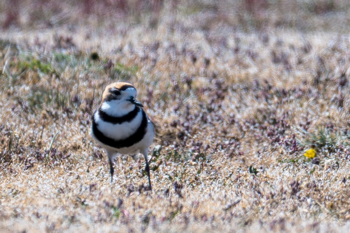 Two-banded Plover - ML647579457