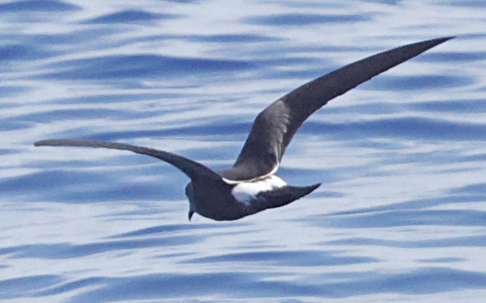 Band-rumped Storm-Petrel - ML647579462