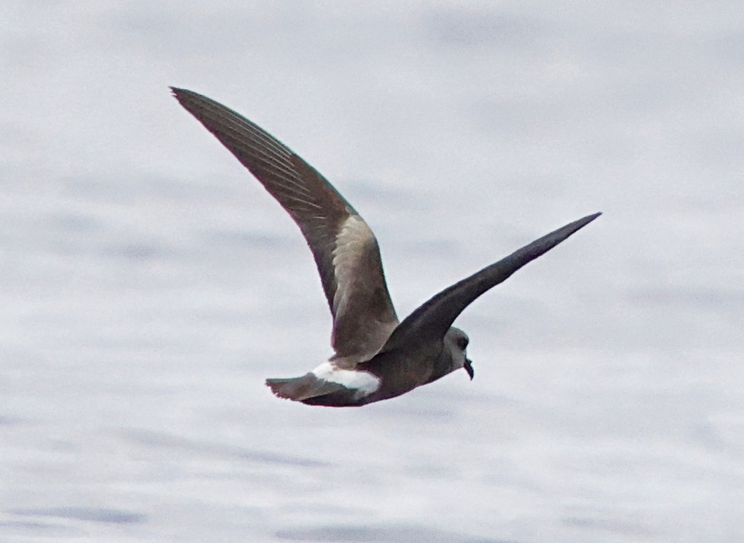 Band-rumped Storm-Petrel - ML647579463