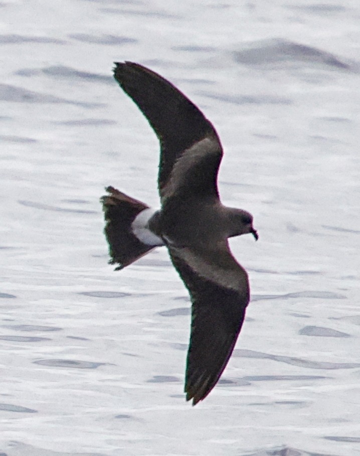 Band-rumped Storm-Petrel - ML647579464