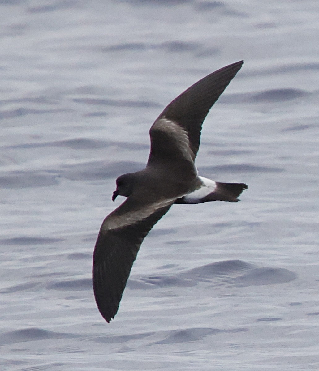 Band-rumped Storm-Petrel - ML647579465