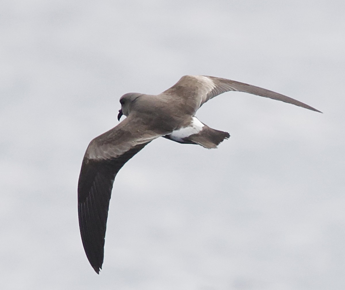 Band-rumped Storm-Petrel - ML647579466