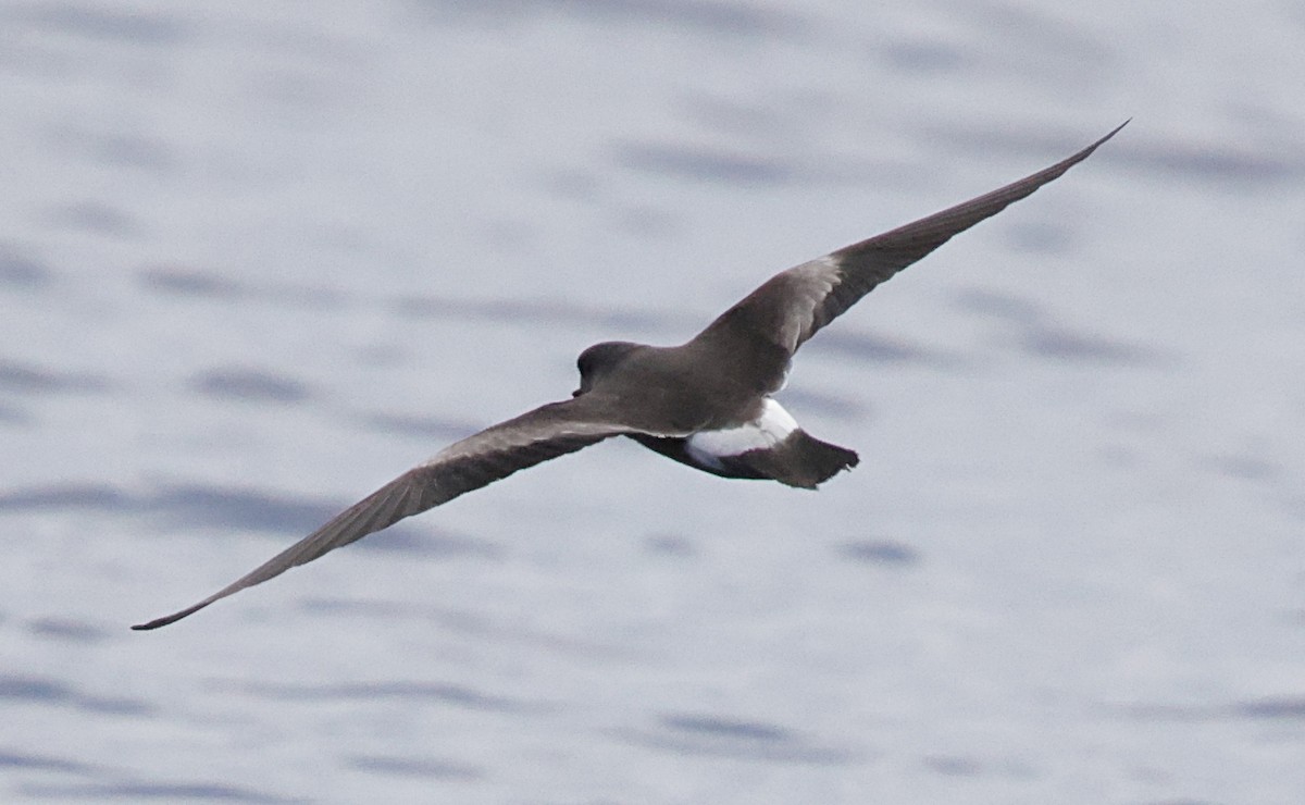 Band-rumped Storm-Petrel - ML647579467